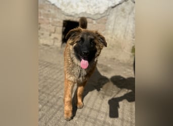 TET, selbstbewusster Junghund, 7 Monate, ca. 46 cm, Malinois-Mischling, Tierschutz Rumänien