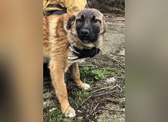 TASCHA, schüchterne Junghündin, 7 Monate, ca. 41 cm, Malinois-Mischling, Tierschutz Rumänien