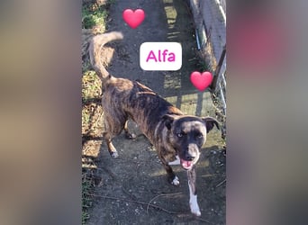 Welpe Malinoix Mix Madel Alfa möchte Rumänien schnell verlassen
