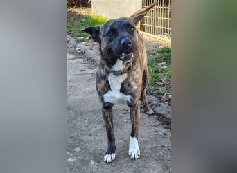 Welpe Malinoix Mix Madel Alfa möchte Rumänien schnell verlassen