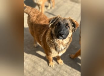 TUTU, liebes Mali-Mix-Mädchen, 8 Monate, 43 cm, Tierschutz Rumänien