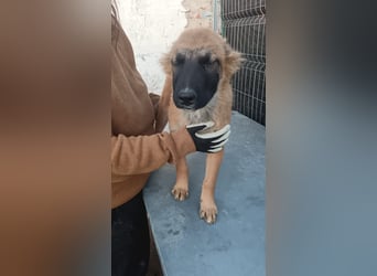 TUTU, liebes Mali-Mix-Mädchen, 8 Monate, 43 cm, Tierschutz Rumänien