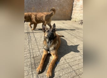 TIRANA, munterer Malinois-Mix, 10 Monate, 48 cm, Tierschutz Rumänien