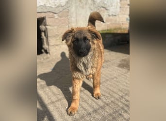 TET, selbstbewusster Junghund, 7 Monate, ca. 46 cm, Malinois-Mischling, Tierschutz Rumänien