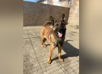TIRANA, munterer Malinois-Mix, 10 Monate, 48 cm, Tierschutz Rumänien
