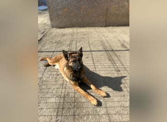 TIRANA, munterer Malinois-Mix, 10 Monate, 48 cm, Tierschutz Rumänien