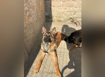 TIRANA, munterer Malinois-Mix, 10 Monate, 48 cm, Tierschutz Rumänien