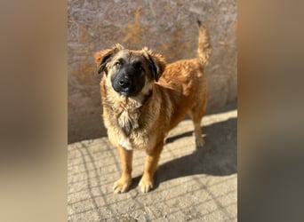 TET, selbstbewusster Junghund, 7 Monate, ca. 46 cm, Malinois-Mischling, Tierschutz Rumänien