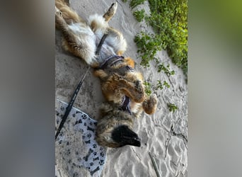 TUTU, reizendes Mali-Mix-Mädchen, 9 Monate, 43 cm, Pflegestelle Duisburg, Tierschutz Rumänien