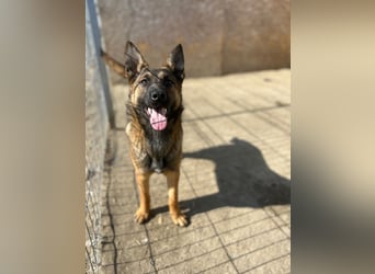 TIRANA, munterer Malinois-Mix, 10 Monate, 48 cm, Tierschutz Rumänien