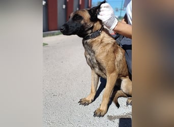 hübsche Malinois Mischlings-Hündin Arya sucht ein Zuhause