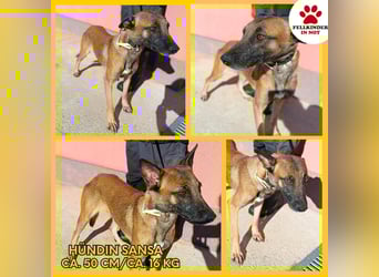liebe Malinois Mischlings-Hündin Sansa sucht ein Zuhause oder Pflegestelle