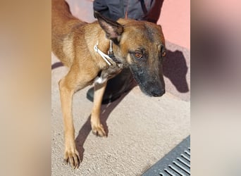 liebe Malinois Mischlings-Hündin Sansa sucht ein Zuhause oder Pflegestelle