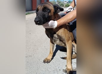 hübsche Malinois Mischlings-Hündin Arya sucht ein Zuhause