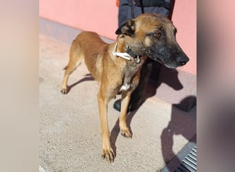 liebe Malinois Mischlings-Hündin Sansa sucht ein Zuhause oder Pflegestelle