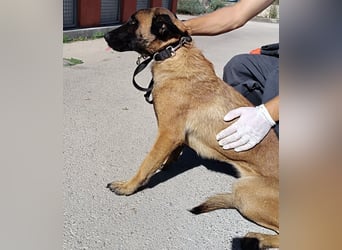 hübsche Malinois Mischlings-Hündin Arya sucht ein Zuhause