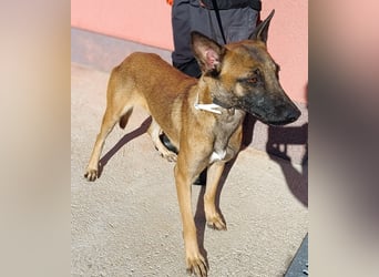 liebe Malinois Mischlings-Hündin Sansa sucht ein Zuhause oder Pflegestelle