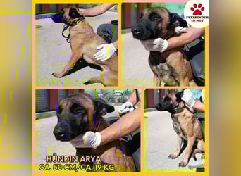 hübsche Malinois Mischlings-Hündin Arya sucht ein Zuhause