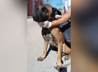 hübsche Malinois Mischlings-Hündin Arya sucht ein Zuhause