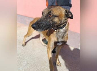 liebe Malinois Mischlings-Hündin Sansa sucht ein Zuhause oder Pflegestelle