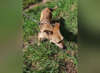 Bereits in Deutschland *|* Traumhündin *CINDY*