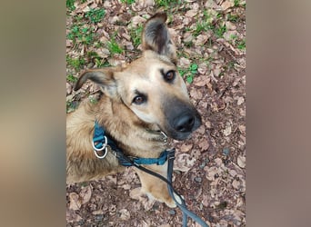 Bereits in Deutschland *|* Traumhündin *CINDY*