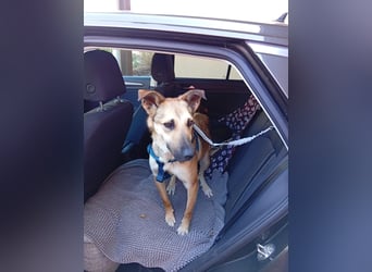 Bereits in Deutschland *|* Traumhündin *CINDY*