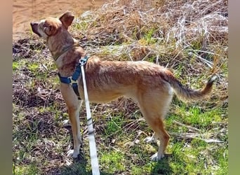 Bereits in Deutschland *|* Traumhündin *CINDY*