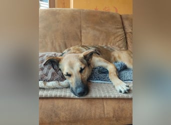 Bereits in Deutschland *|* Traumhündin *CINDY*