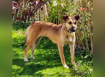 Bereits in Deutschland *|* Traumhündin *CINDY*