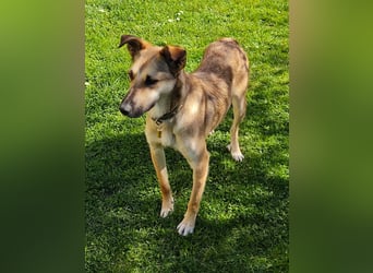 Bereits in Deutschland *|* Traumhündin *CINDY*