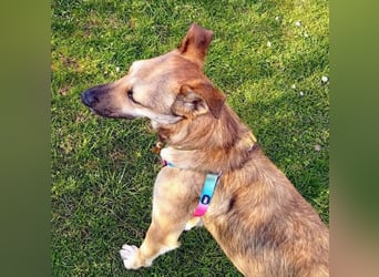 Bereits in Deutschland *|* Traumhündin *CINDY*