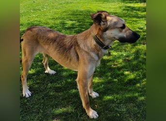 Bereits in Deutschland *|* Traumhündin *CINDY*