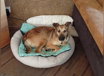 Bereits in Deutschland *|* Traumhündin *CINDY*