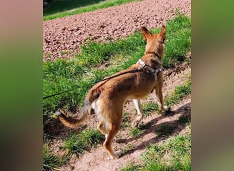 Bereits in Deutschland *|* Traumhündin *CINDY*