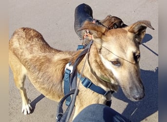 Bereits in Deutschland *|* Traumhündin *CINDY*