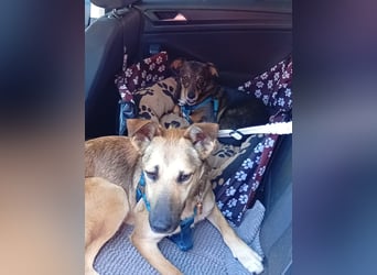 Bereits in Deutschland *|* Traumhündin *CINDY*