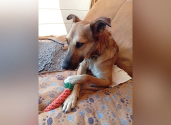 Bereits in Deutschland *|* Traumhündin *CINDY*