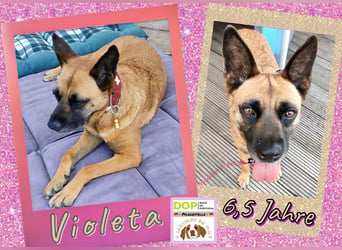 - Sanfte Mali Hündin - | VIOLETA | - ♥️ - bereits in Deutschland