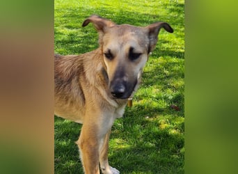 Bereits in Deutschland *|* Traumhündin *CINDY*