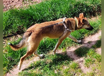 Bereits in Deutschland *|* Traumhündin *CINDY*