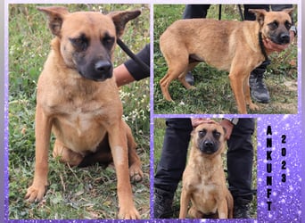 Unsere sanfte VIOLETA ❤️ will das Tierheim verlassen