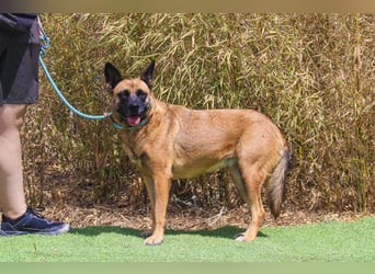 Unsere sanfte VIOLETA ❤️ will das Tierheim verlassen