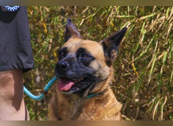 Unsere sanfte VIOLETA ❤️ will das Tierheim verlassen