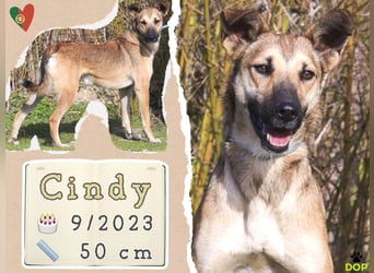 ❗️CINDY ❤️ hat ein Zuhause verdient ❗️