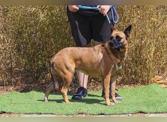 Unsere sanfte VIOLETA ❤️ will das Tierheim verlassen