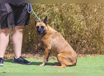 Unsere sanfte VIOLETA ❤️ will das Tierheim verlassen