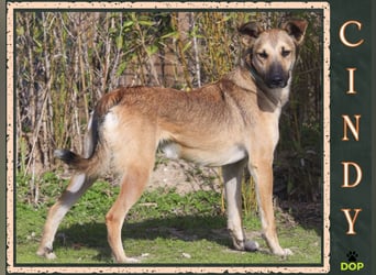 ❗️CINDY ❤️ hat ein Zuhause verdient ❗️