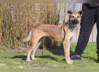 ❗️CINDY ❤️ hat ein Zuhause verdient ❗️