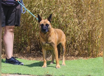 Unsere sanfte VIOLETA ❤️ will das Tierheim verlassen